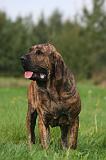FILA BRASILEIRO 197